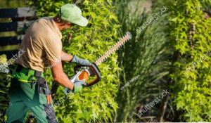 Photo de galerie - Bonjour 

Entretien espaces verts 
 
vous propose les prestations 
au meilleur prix 

✅Taille d'arbre
✅ Taille de haies Débrous 
✅ Tonte de pelouse 
✅ débroussaillage 
✅ évacuation des végétaux 
✅ Nettoyage remise en état jardin
