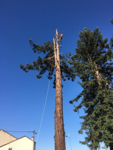 Photo de galerie - Abattage