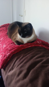 Photo de galerie - Venus, ma petite siamoise