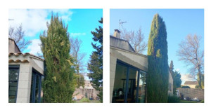 Photo de galerie - Taille de cyprès 