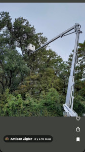 Photo de galerie - Elagage et coupe d'arbres