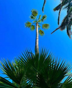 Photo de galerie - Nettoyage d’un palmier (14 M) 