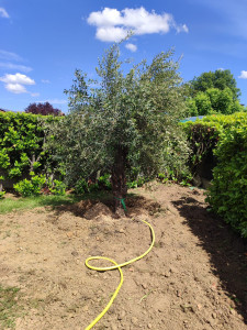 Photo de galerie - Plantation d'un.Olivier 