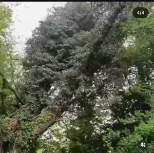 Photo de galerie - Elagage et coupe d'arbres