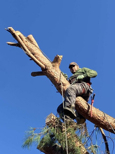 Photo de galerie - Élagage en retention