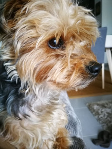 Photo de galerie - Ma petite Poppy 