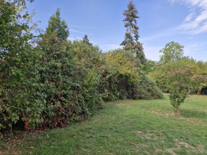 Photo de galerie - Taille de haies et d'arbustes