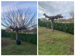 Photo de galerie - Elagage et coupe d'arbres