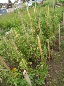 Photo de galerie - Culture de légumes 