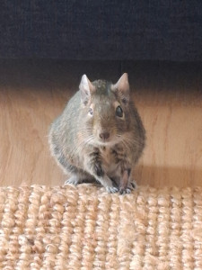 Photo de galerie - Garde animaux