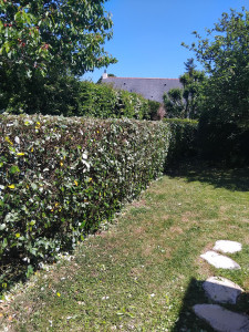 Photo de galerie - Taille de haies et d'arbustes