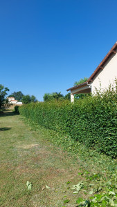 Photo de galerie - Taille de haies et d'arbustes