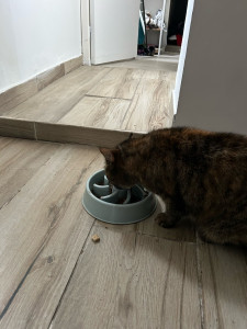 Photo de galerie - Mission: s’occuper de Nala