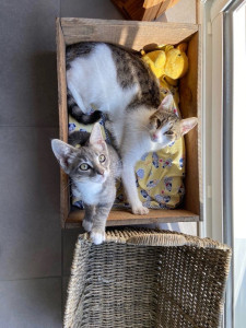 Photo de galerie - Garde Pastek & Persil