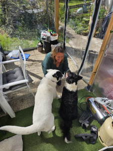 Photo de galerie - Garde de chiens à mon domicile 
