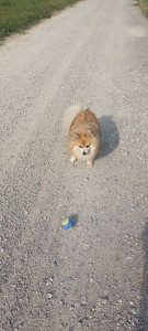 Photo de galerie - Garde chien