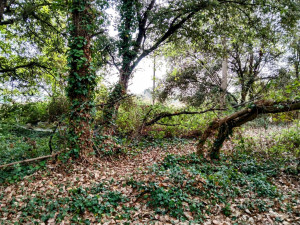 Photo de galerie - Tonte de pelouse - Débroussaillage