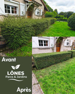 Photo de galerie - Taille de Lonicera