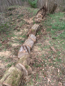 Photo de galerie - Découpe d’un arbre au sol à la cause de la tempête 