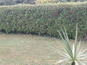 Photo de galerie - Jardinage pelouses.....