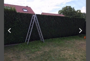 Photo de galerie - Taille de haies et d'arbustes