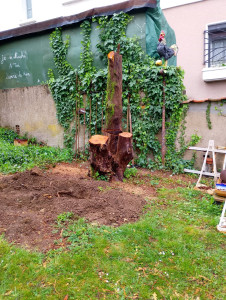 Photo de galerie - Elagage et coupe d'arbres