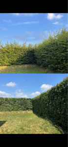 Photo de galerie - Taille de haie de charmille.