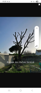 Photo de galerie - Elagage et coupe d'arbres