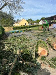 Photo de galerie - Broyage et évacuation après abattage d’un pin 