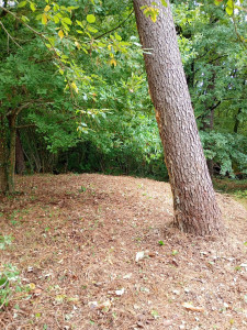 Photo de galerie - Chantier à coursac entretien fait tout les mois 