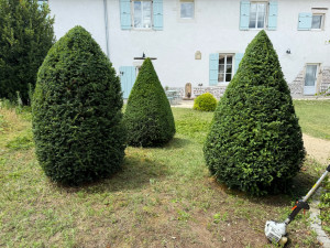 Photo de galerie - Taille de haies et d'arbustes