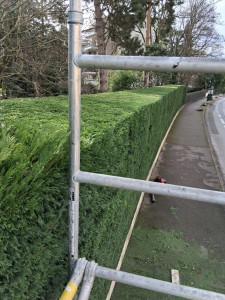 Photo de galerie - Taille haie sur échafaudage à tassin la demi lune