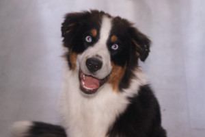 Photo de galerie - Voici Aribo 