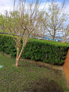 Photo de galerie - Taille haie