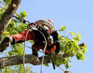 Photo de galerie - Elagage et coupe d'arbres