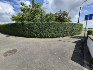 Photo de galerie - Taille de haie