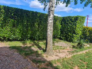 Photo de galerie - Taille d'une haie de laurier palme