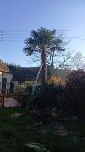Photo de galerie - Elagage et coupe d'arbres