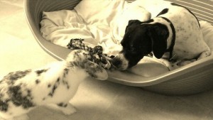 Photo de galerie - Photo garde été 2019