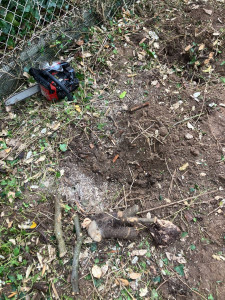 Photo de galerie - Suppression de souches 