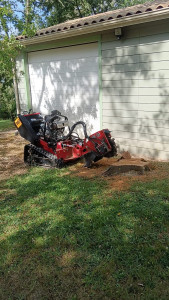 Photo de galerie - Elagage et coupe d'arbres