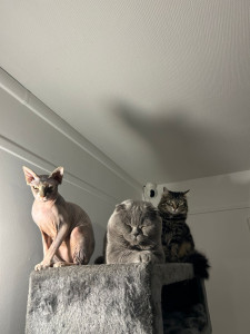 Photo de galerie - Alors, de gauche à droite vous avez Freyha, Boly & Thor. 3 chats différents en race et en caractère. mais si gentils !!