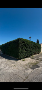 Photo de galerie - Taille d’une haie de cyprès (après)