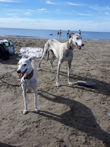 Photo de galerie - Carra et Cookie a la plage.