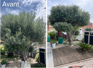 Photo de galerie - Taille d’Olivier 