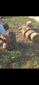 Photo de galerie - Abattage sans enlèvement de souche eucalyptus  