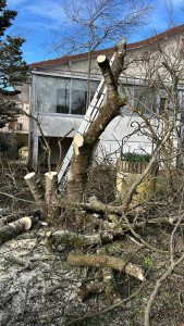 Photo de galerie - Elagage et coupe d'arbres