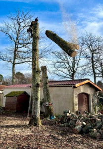 Photo de galerie - Abattage d'arbre