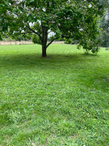 Photo de galerie - Tonte suite 