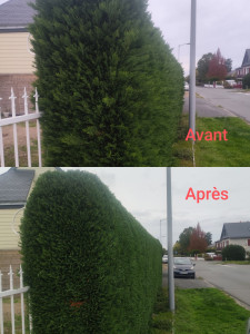Photo de galerie - Taille de haie de thuya en pointe 